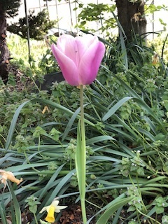 IMG_2152.jpeg